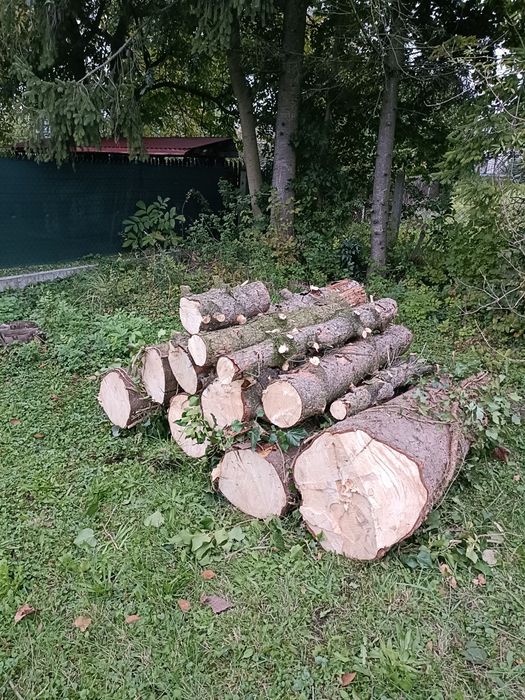 Drzewo z wycinki