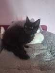 Kocurek Maine Coon czarny Oskar Tigre Gato *PL