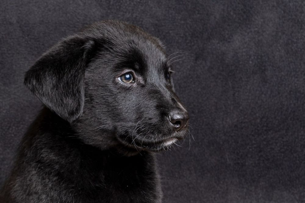 Предлагаются к продаже очень красивые породные лабрадорчики