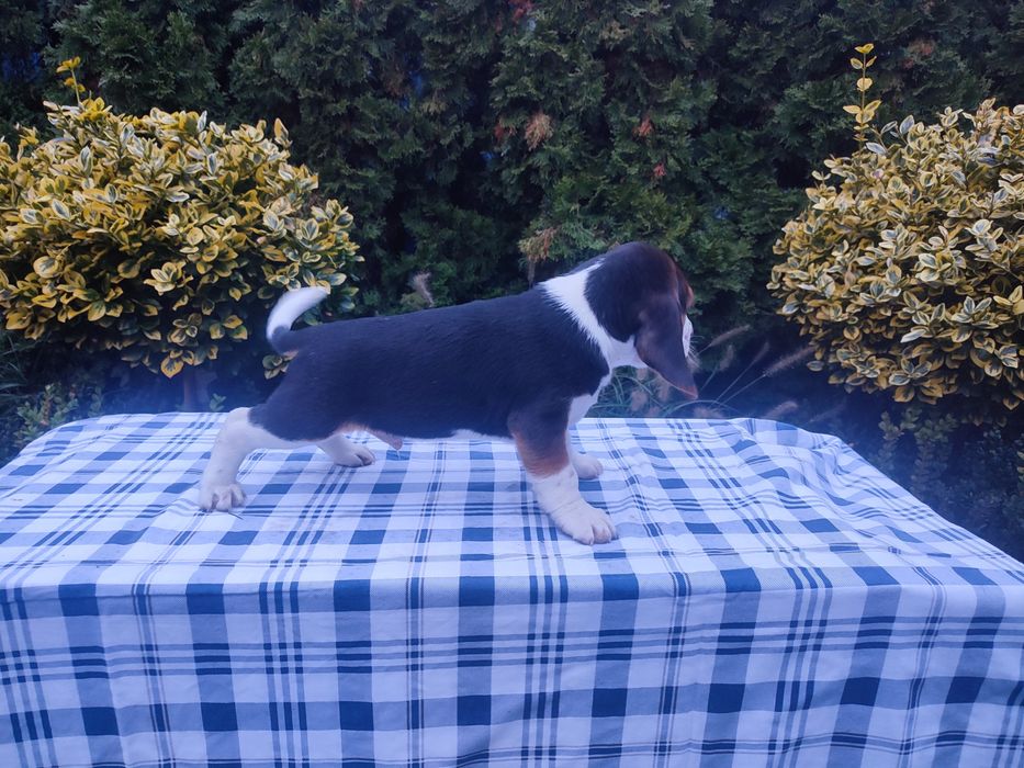 Beagle piesek szczeniak
