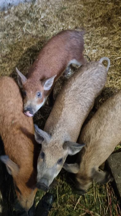 Поросята венгерська мангалиця