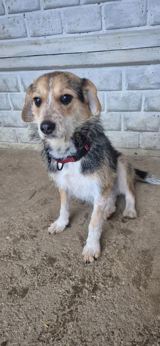 Mała suczka około dwa lata