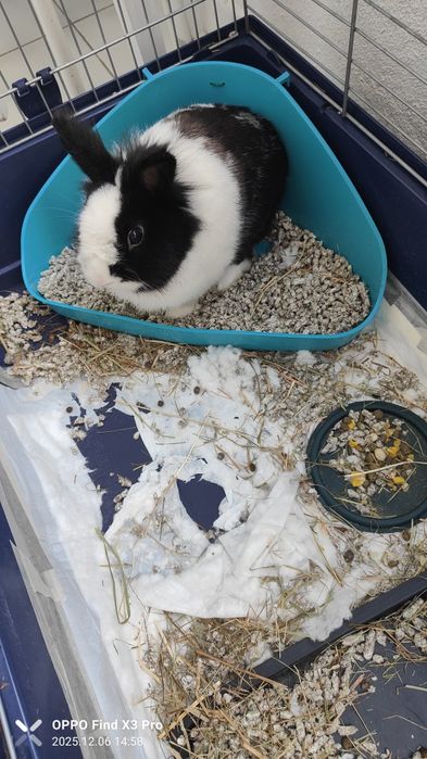 Mini Coelho - Lion Head