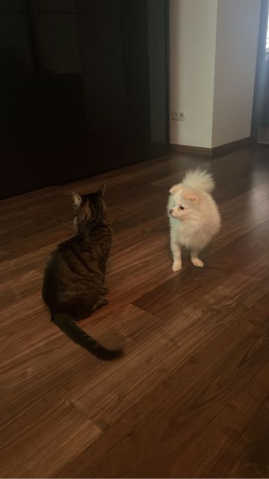 Ищем девушку для любви, миник , очень красивый, игрывый, умный.