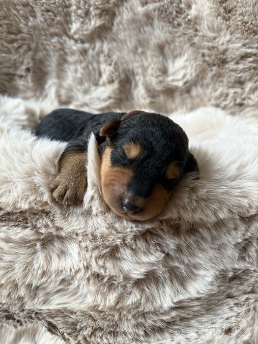 Airedale Terrier ZKwP FCI