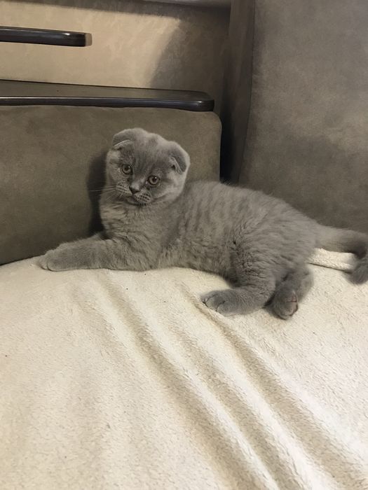 Шотландські кошенята