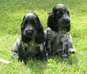 Cocker Spaniel inglês C/LOP, Afixo e Vacinas