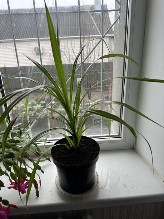 Панданус квітка домашня