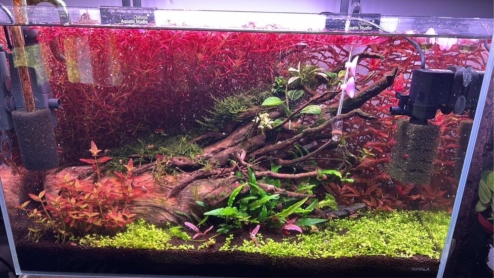 Rotalla blood red/Roslina akwarystyczna