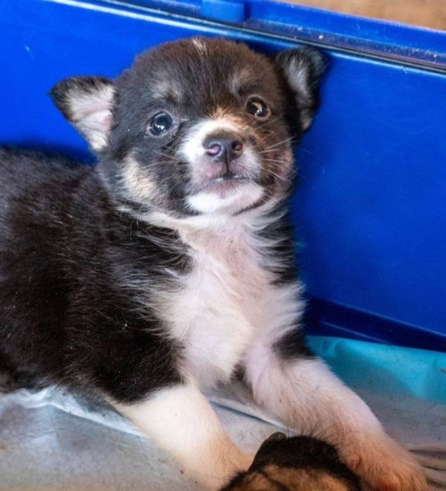 Отдам даром в добрые руки щенков