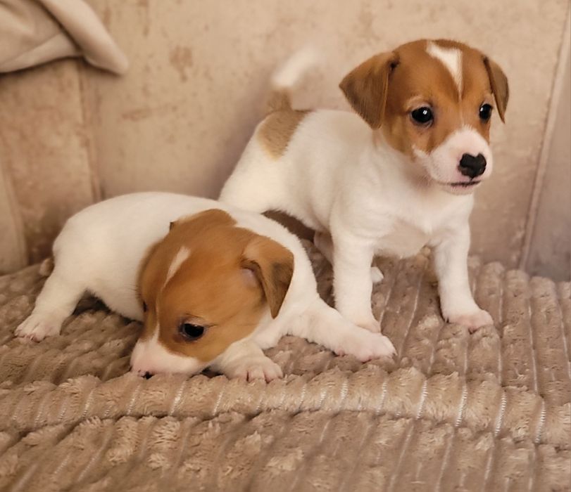 Jack Russell Terrier Śliczny Szczeniak Gotowy na zmianę domu