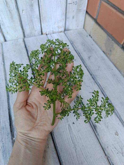 Комнатные растения, алоказия, фикус