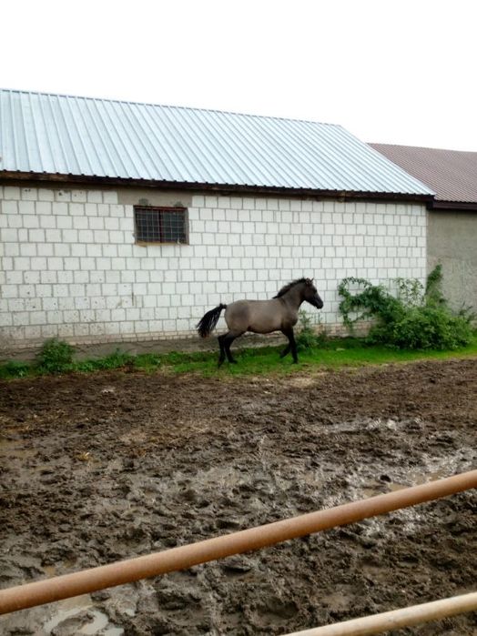 Sprzedam ogierka huculski