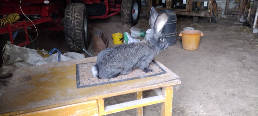 Olbrzym Belgijski Samica Rodowód