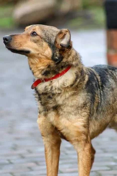Delikatny chłopak wspaniale dogaduje sie z innymi psiakami Adoptuj
