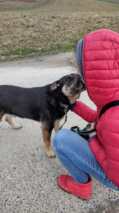 Dobrotliwy, spokojny psiak