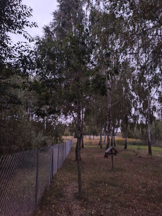 Drzewo klon wysokość 5 m