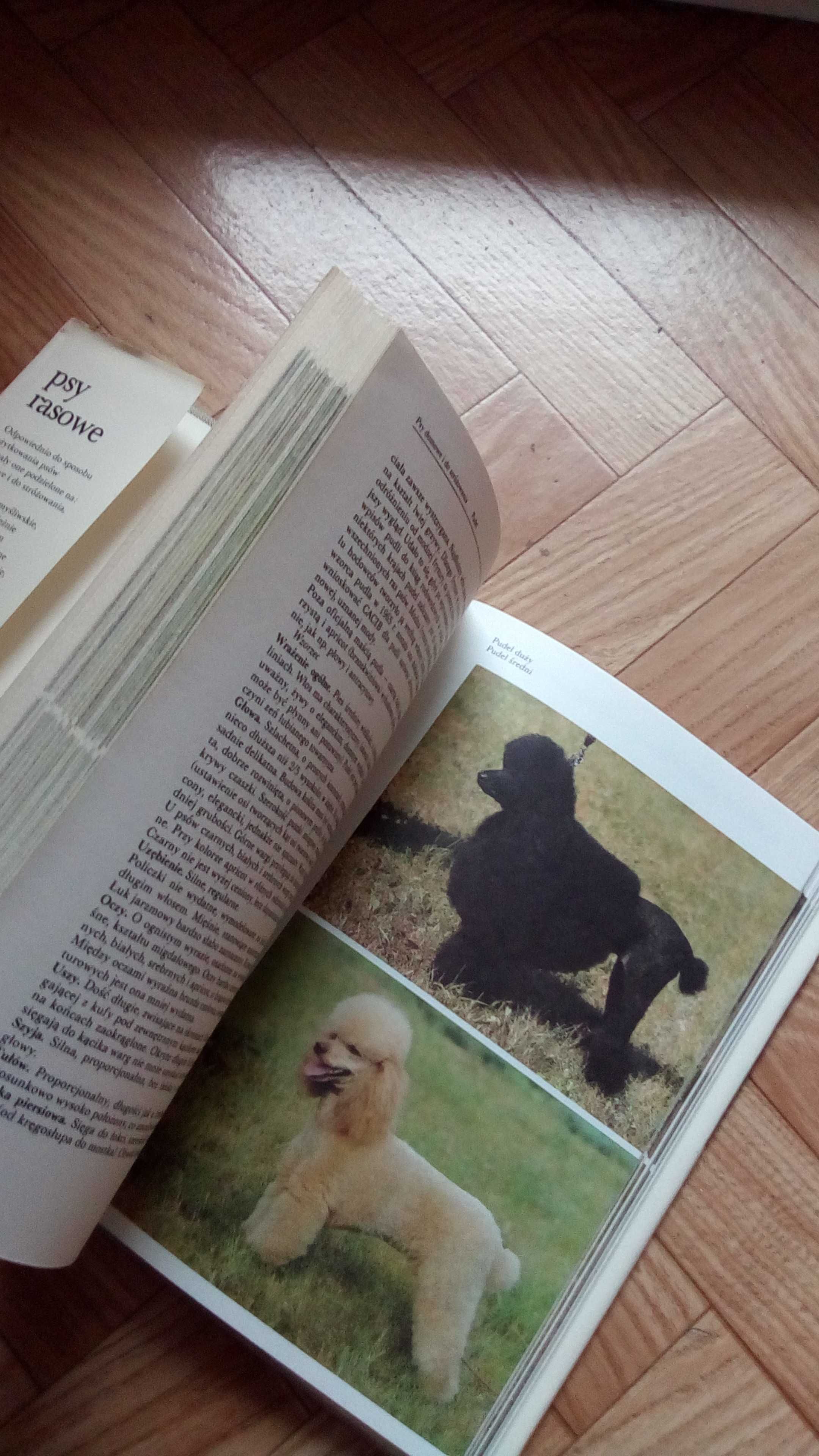 książka/poradnik: ,,Psy rasowe"