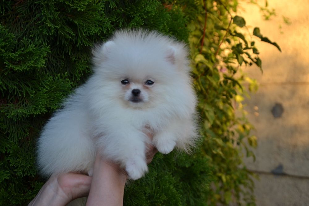 Міні хлопчик.Доставка по Україні