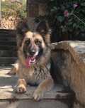 Do adopcji sunia