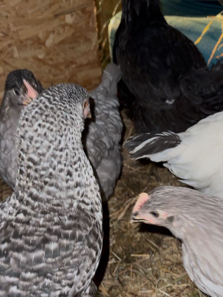 Ovos caseiros galados varias raças de poedeiras
