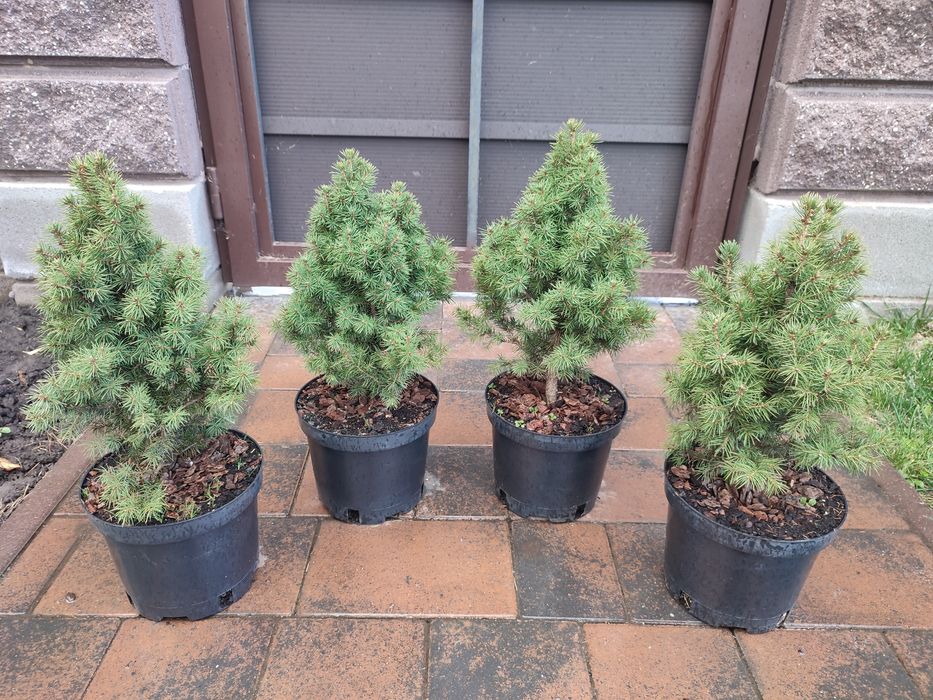 Ялинка Коніка ( 33-34 см) Рівне