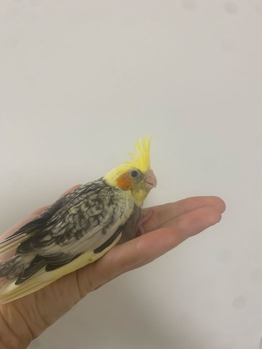 Caturras para criar a mão!