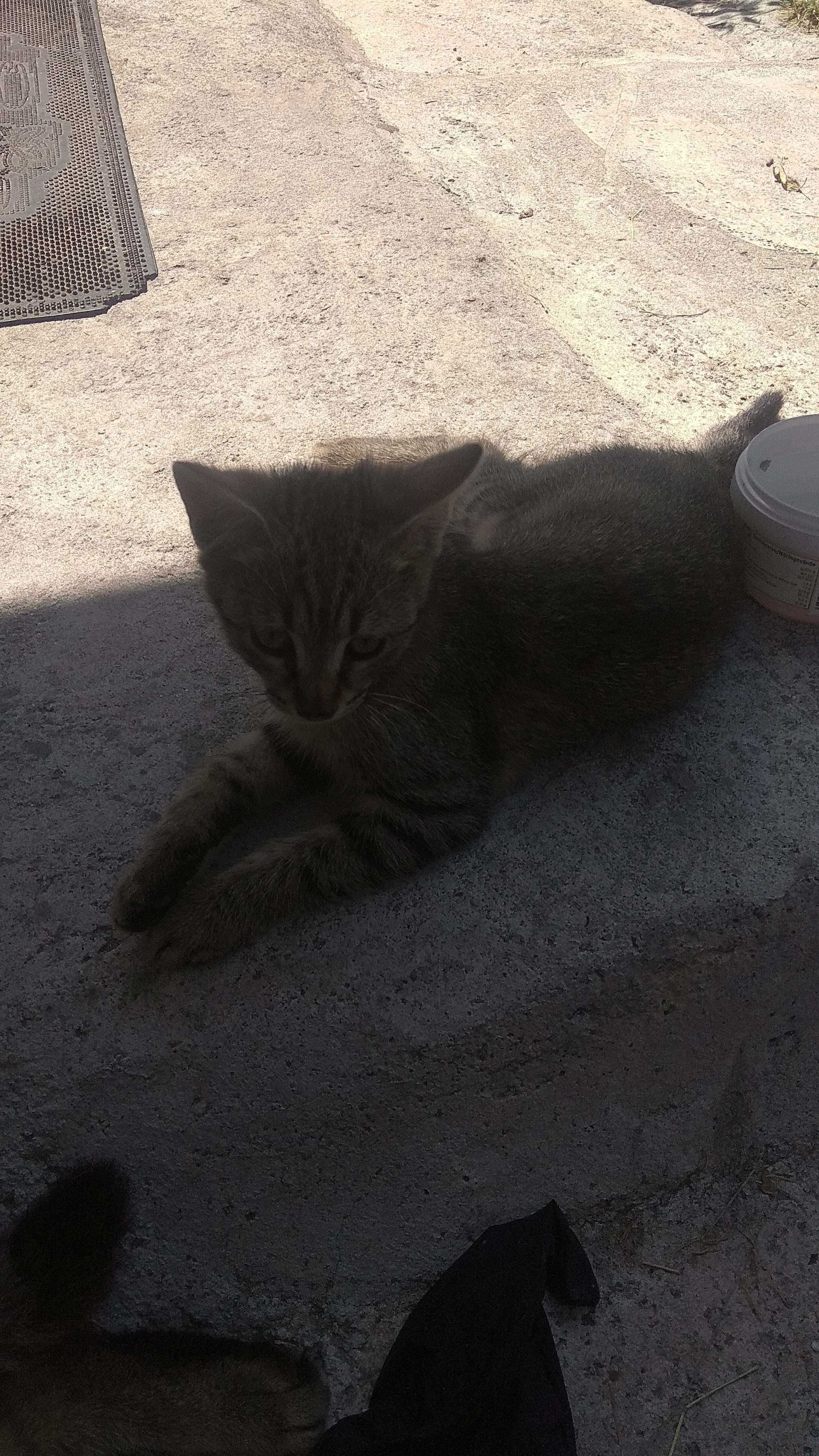 Здоровые котята (3 кошечки )