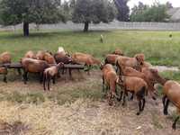 Owce kameruńskie z własnej hodowli sprzedam