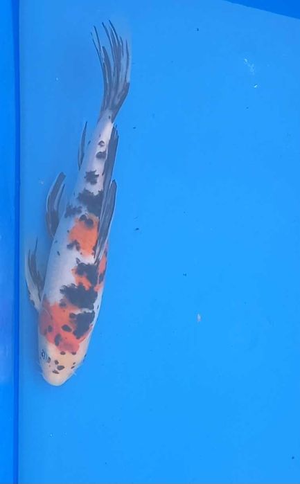 Karp koi butterfly long fin oczko wodne