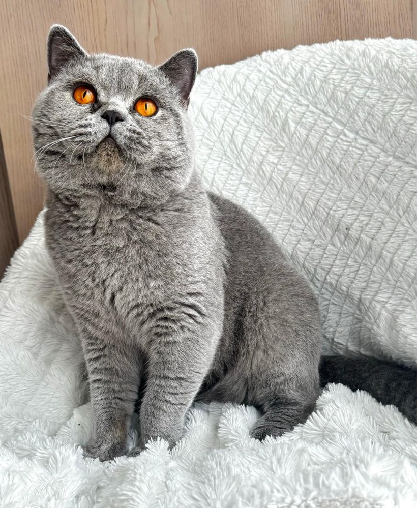 Gatinha Bristish Shorthair