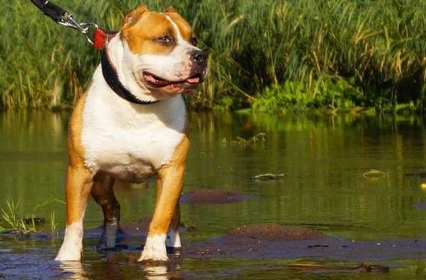 Echo- mocny, rudy samiec Amstaff z rodowodem ZKwP/FCI do rezerwacji