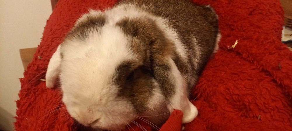 Królik mini lop z domkiem pilne