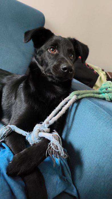 6-miesięczny szczeniak