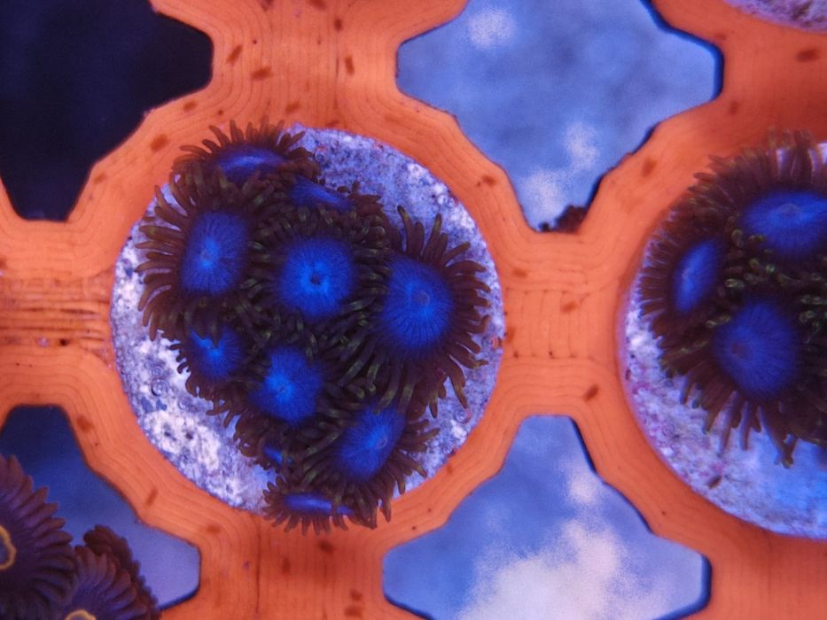 Zoanthus Smurf Blood, Corais de água salgada