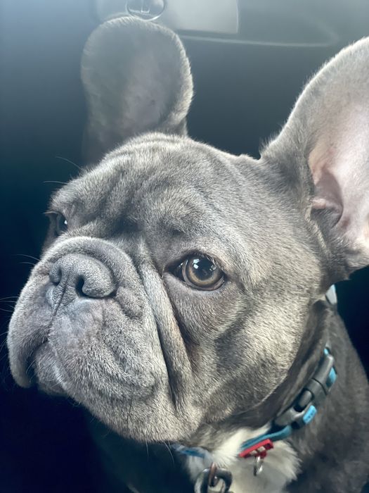 Ооочень красивый французский бульдог ищет невесту