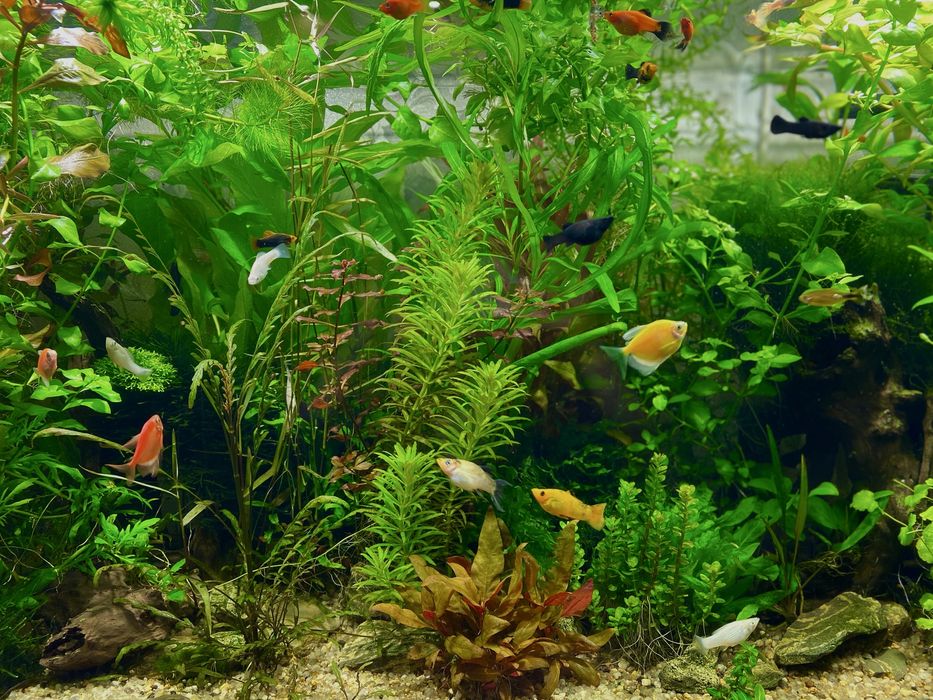 Акваріумні рослини, декор