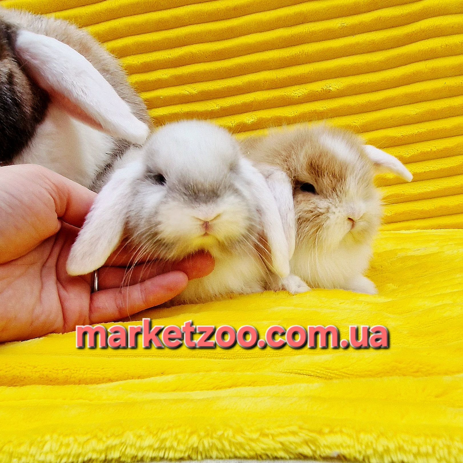 Mini Lop — дві дівчинки на фото з мамою. Уже готові до переїзду.