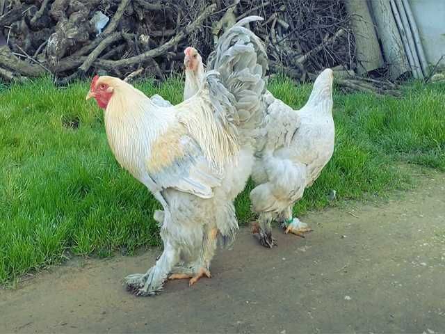 Яйцо на інкубацію курей Брама ізабелла, лаванда, колумбійська.