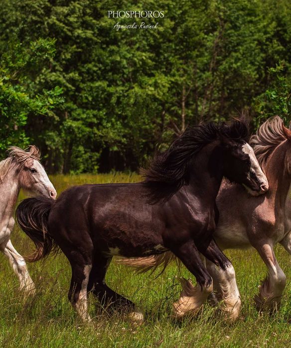Mercury - Ogierek Irish Cob (Gypsy Cob, Tinker) 2024