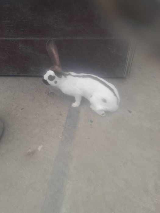 Sprzedam samice Srokacz Niemiecki