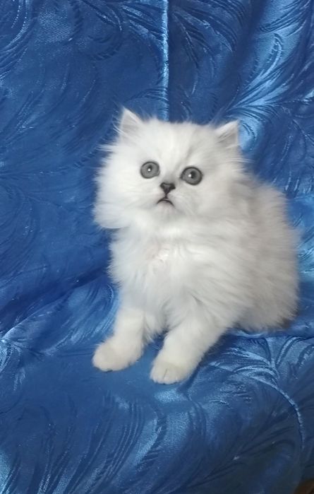 Котёнок мальчик серебристый юелый шиншилла страйт хайленд