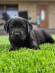 Labrador Retriever Czarny Śliczny Polecam