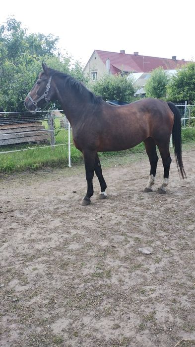 Sprzedam lub zamienię