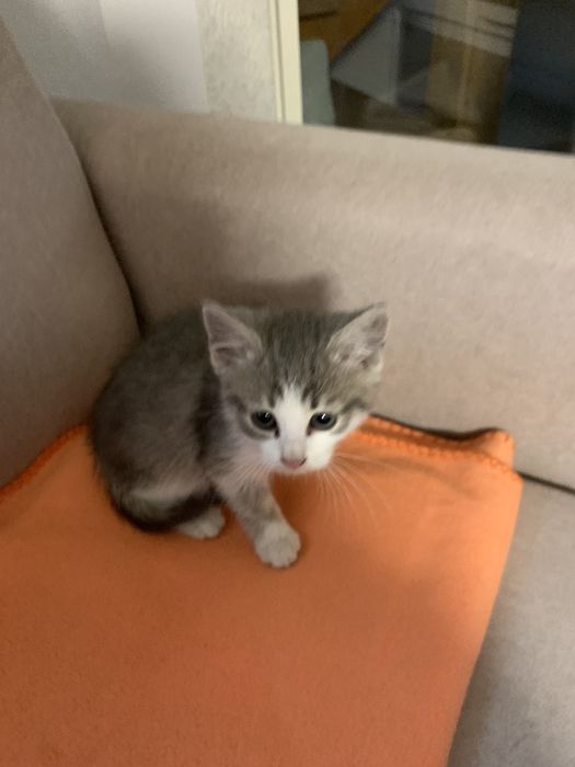 Віддам безкоштовно кошеня