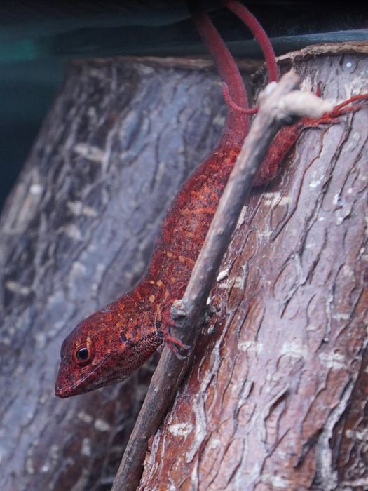 Jaszczurki Anolis sagrei odmiany ,,RED" rarytas