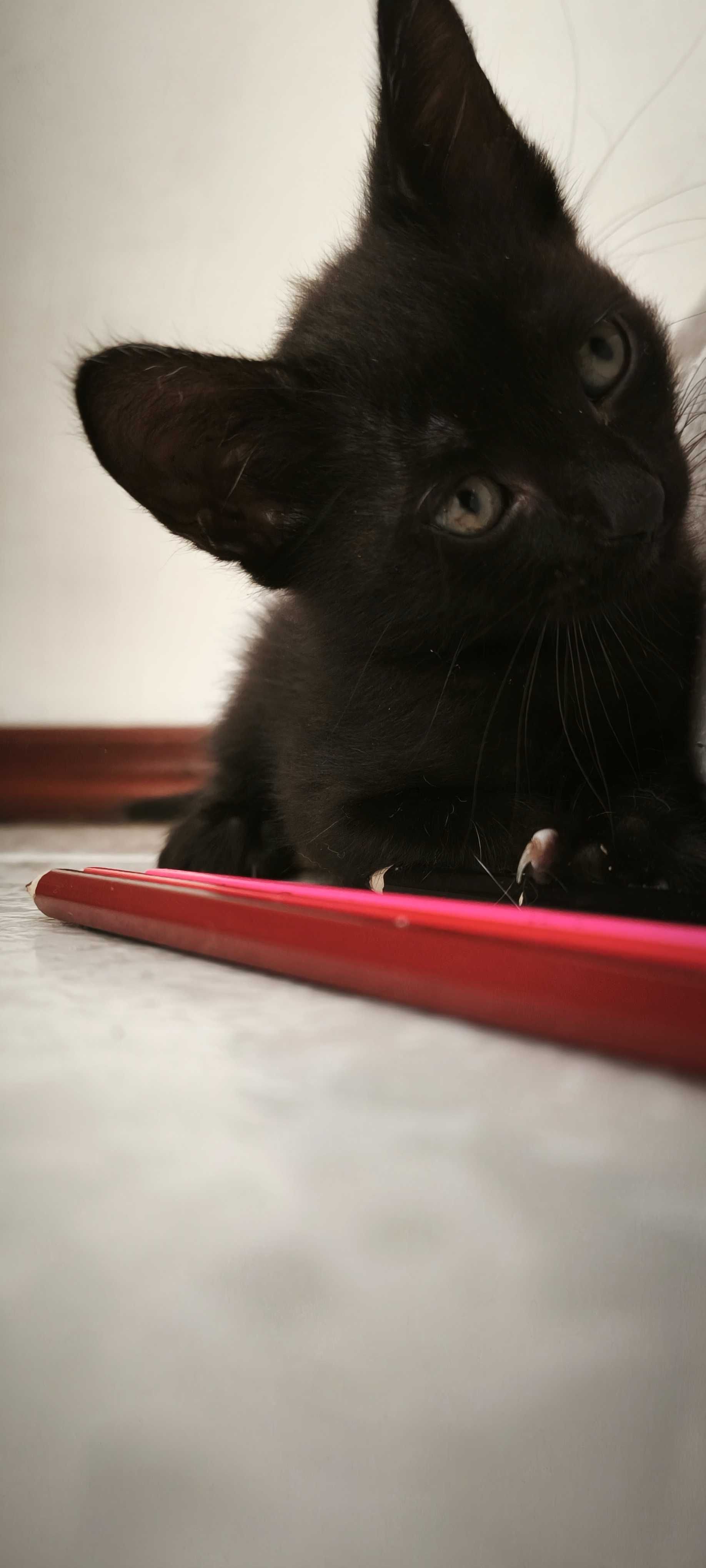 Gatinhos fofos para adoção