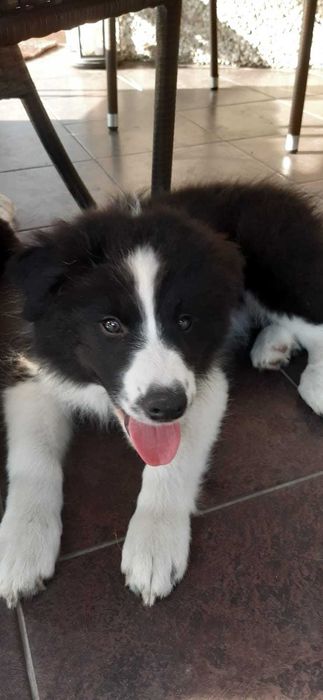 Border Collie ZKwP/FCI