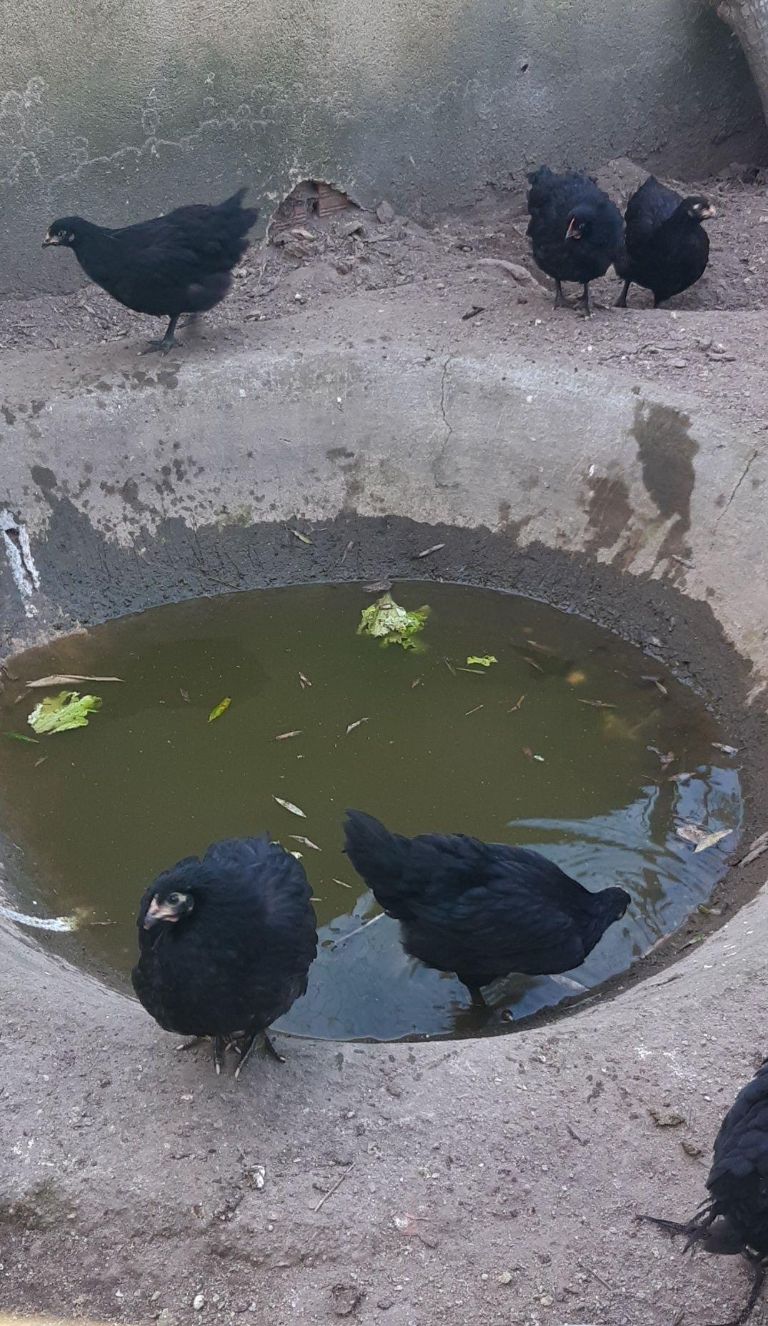 Vendo ovos férteis e pintos de Australorp negra