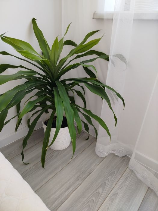 Кімнатні рослини, вазони